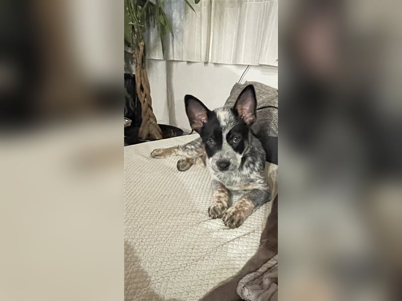 Australien Cattle Dog Blue Heeler