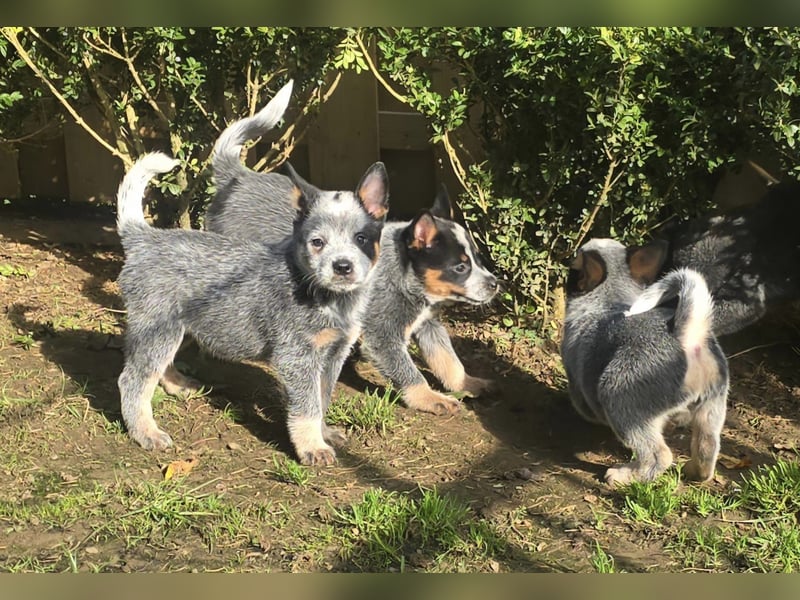 Australian Cattle Dogs