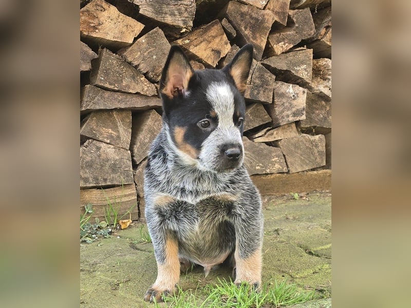 Australian Cattle Dogs