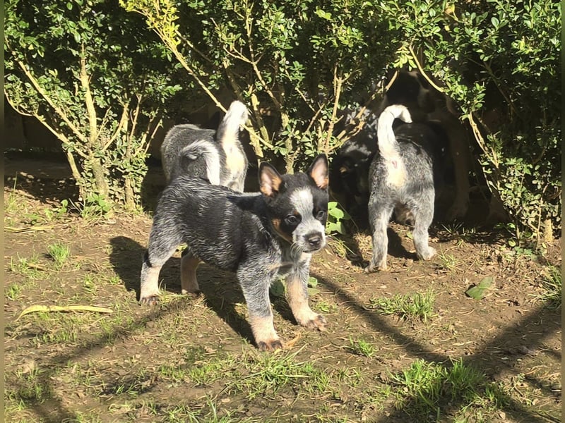 Australian Cattle Dogs