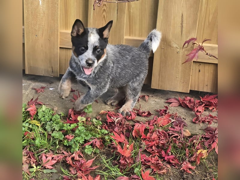 Australian Cattle Dogs