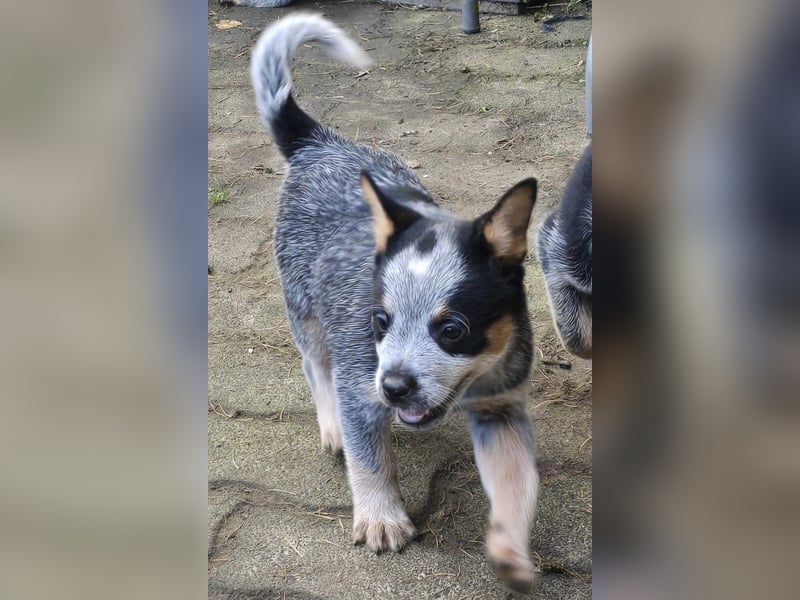 Australian Cattle Dogs