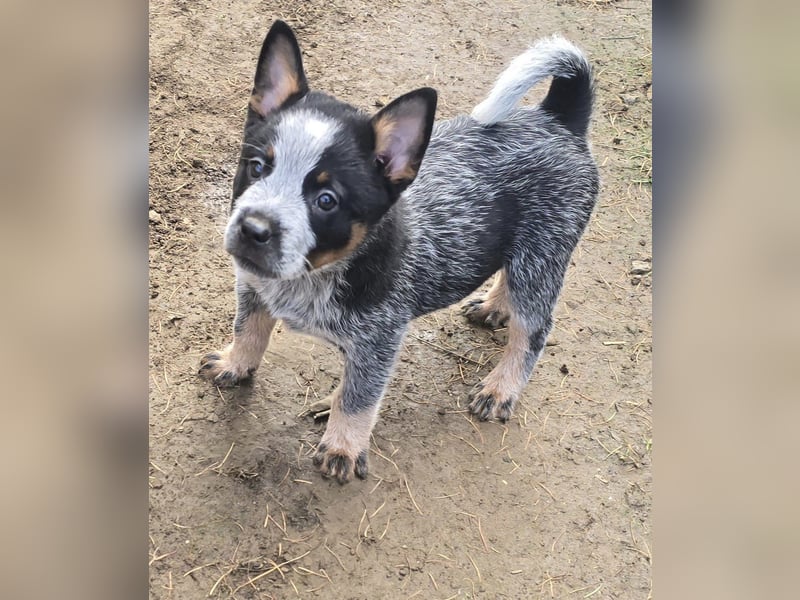 Australian Cattle Dogs