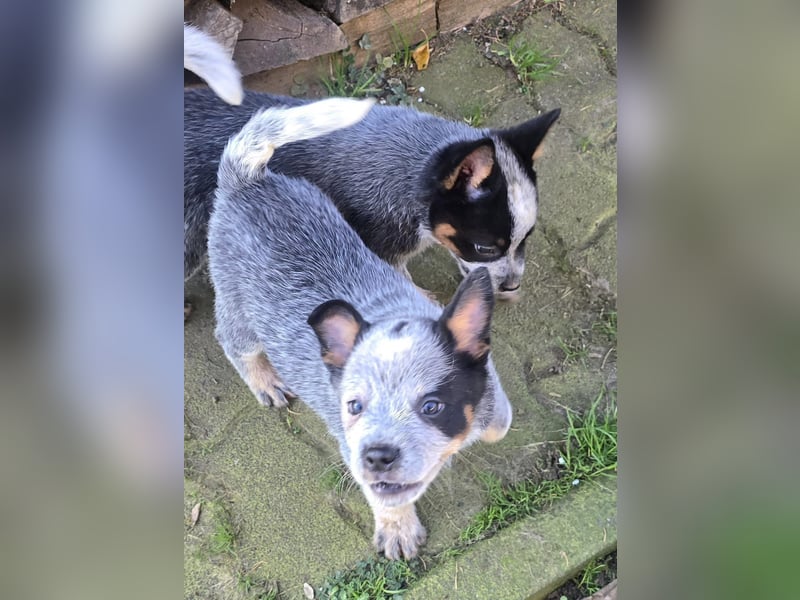 Australian Cattle Dogs