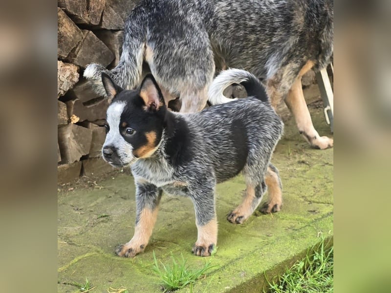 Australian Cattle Dogs