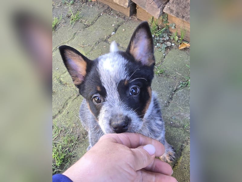 Australian Cattle Dogs