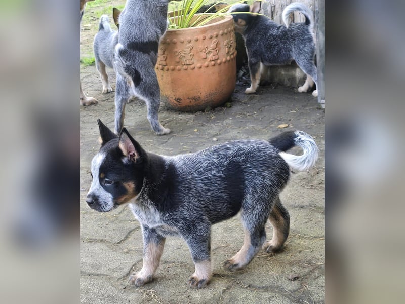 Australian Cattle Dogs