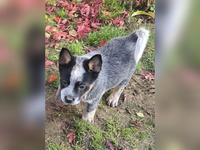 Australian Cattle Dogs