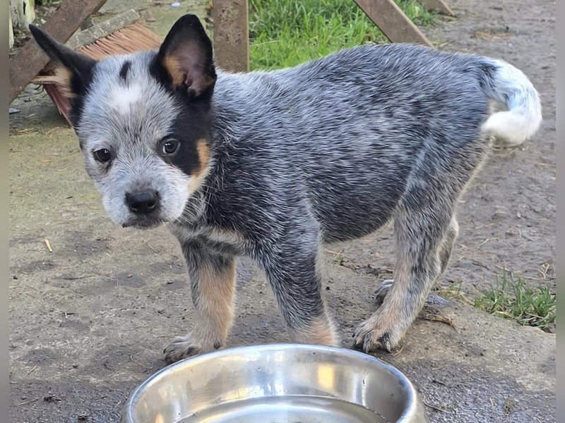 Australian Cattle Dogs