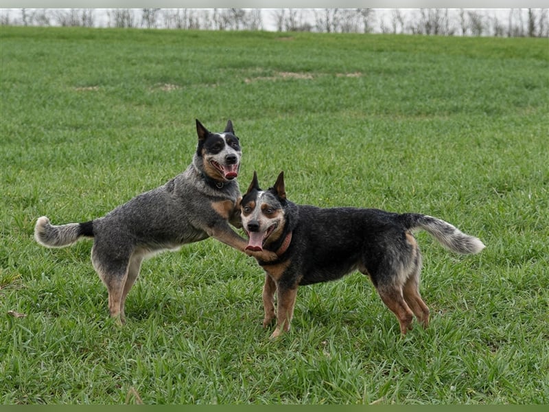 Australian Cattle Dog