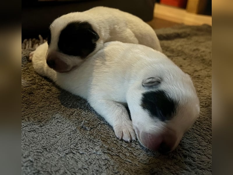 Australian Cattle Dog