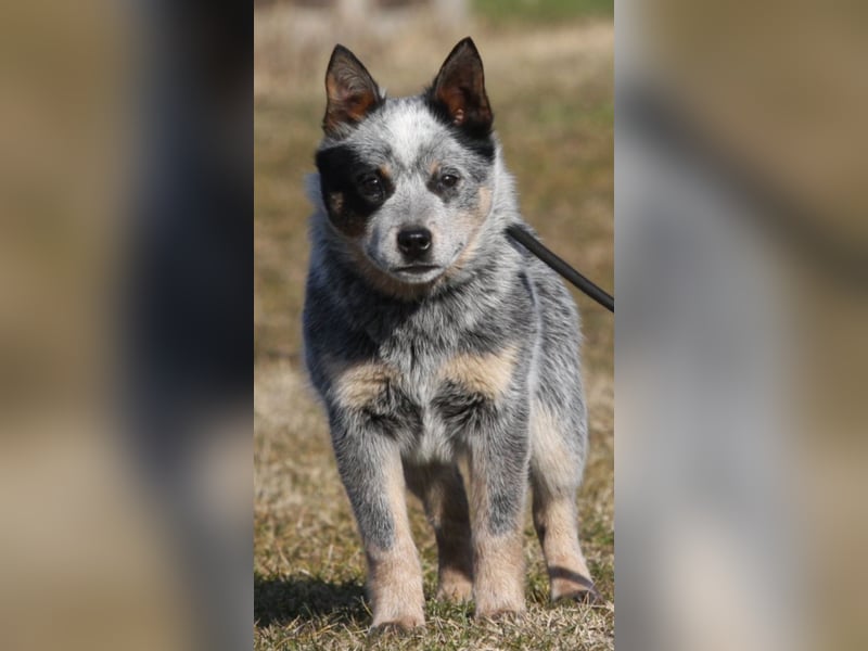 Australian Catle dog