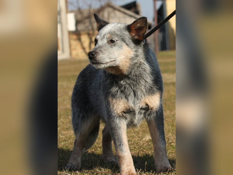 Australian Catle dog