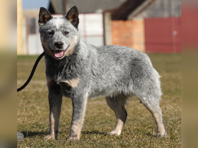 Australian Catle dog