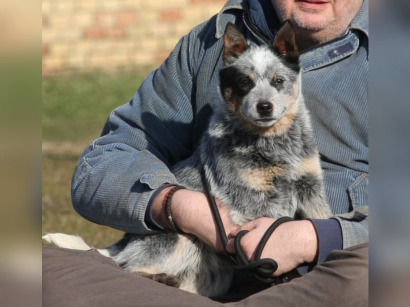 Australian Catle dog
