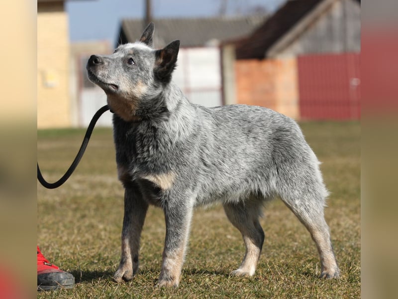 Australian Catle dog