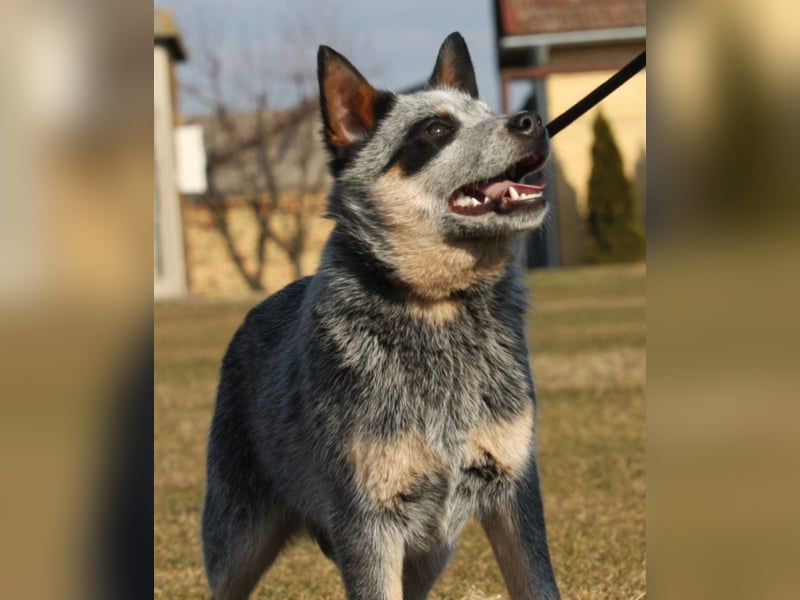 Australian Catle dog