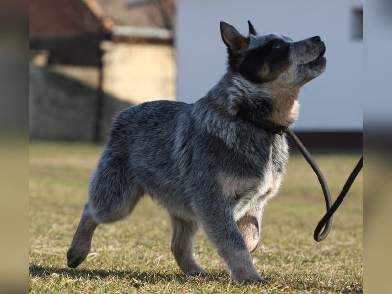 Australian Catle dog