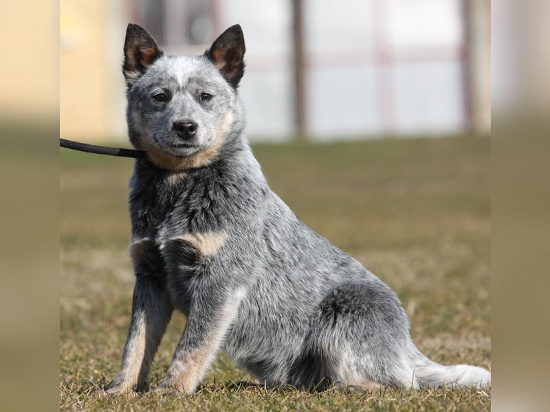 Australian Catle dog