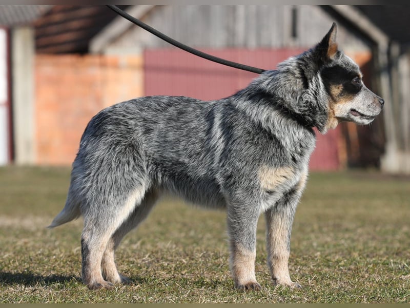 Australian Catle dog