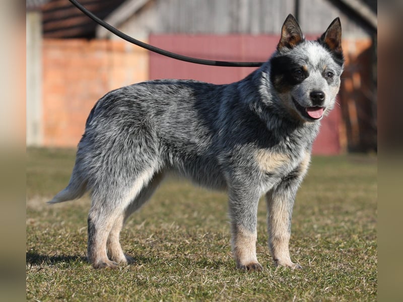 Australian Catle dog
