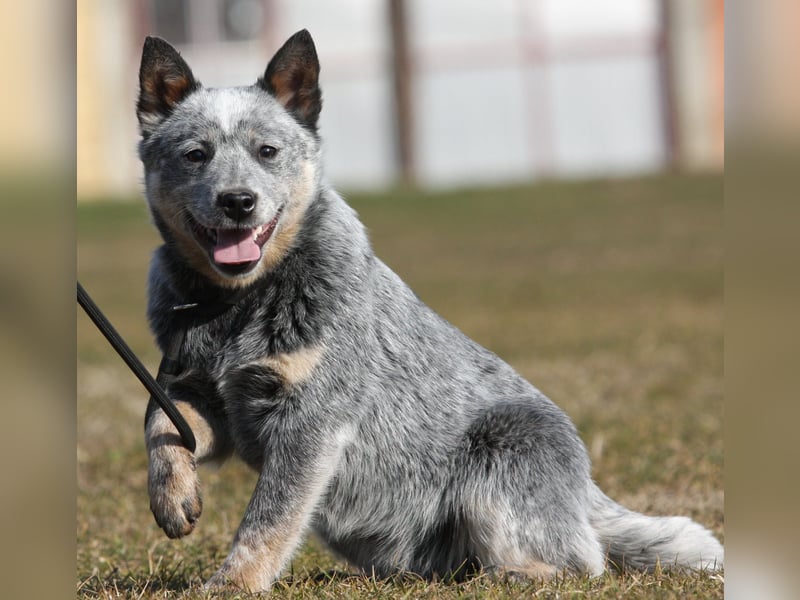 Australian Catle dog