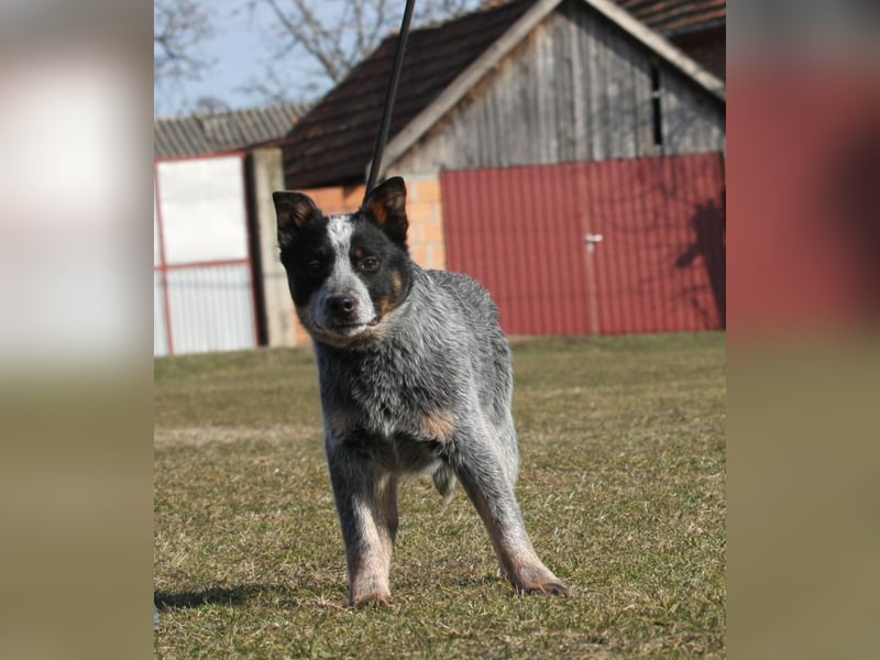 Australian Catle dog