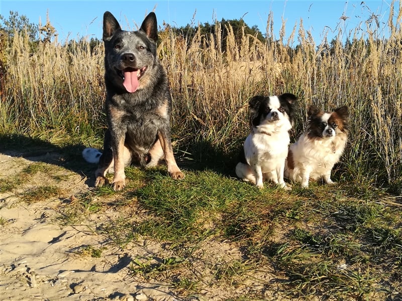 Australian Cattle Dog Deckrüde
