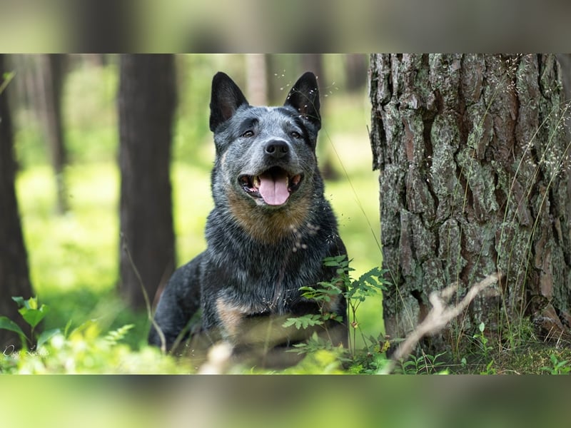 Australian Cattle Dog Deckrüde