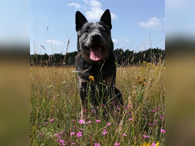 Australian Cattle Dog Deckrüde