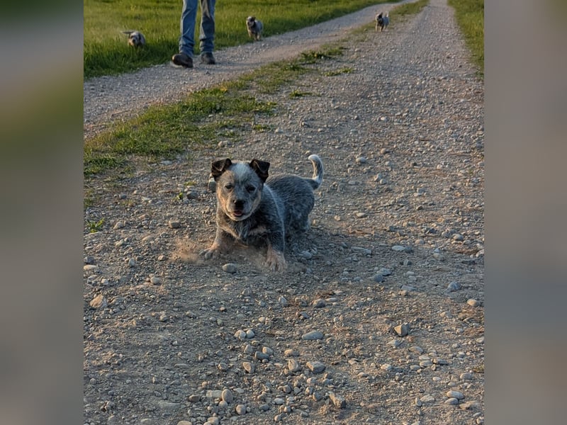 Australian Cattle Dog Welpen