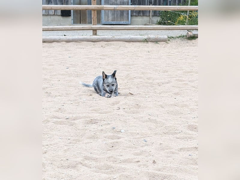 Australian Cattle Dog Welpen, Rüden