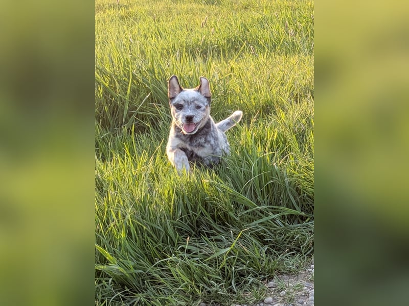 Australian Cattle Dog Welpen