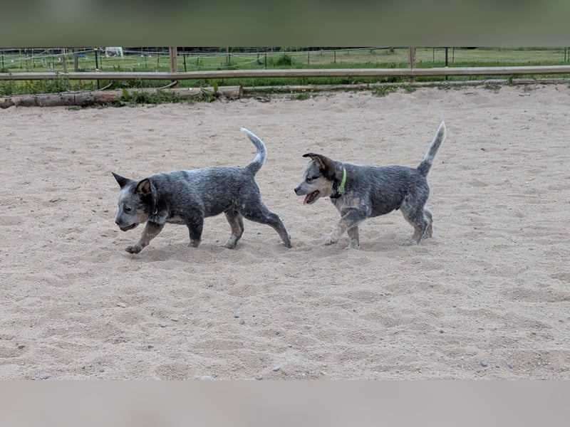 Australian Cattle Dog Welpen, Rüden