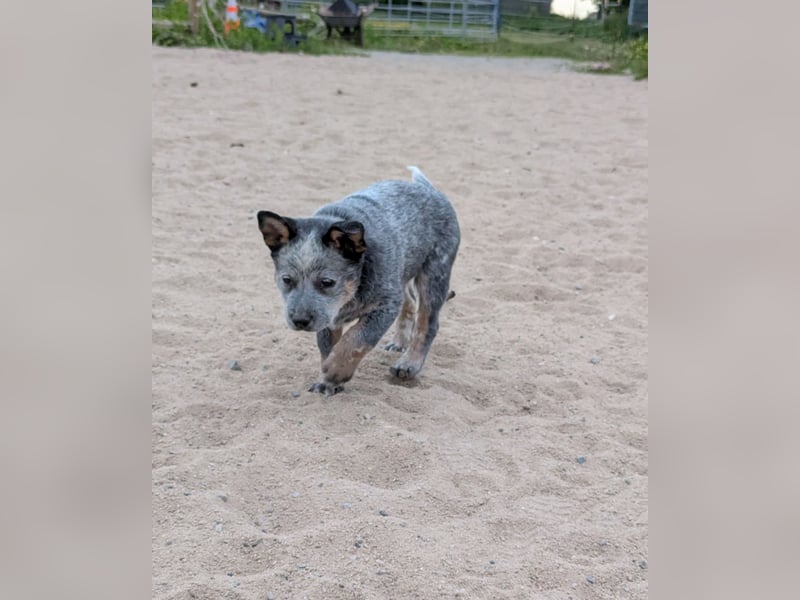 Australian Cattle Dog Welpen, Rüden
