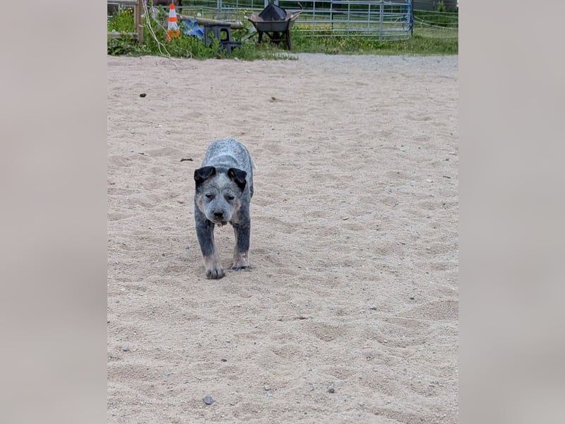 Australian Cattle Dog Welpen, Rüden