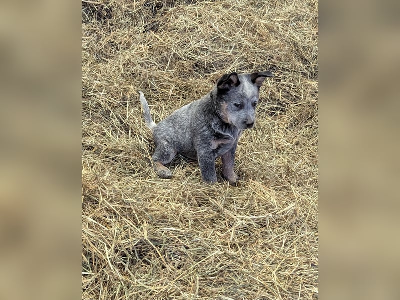Australian Cattle Dog Welpen, Rüden