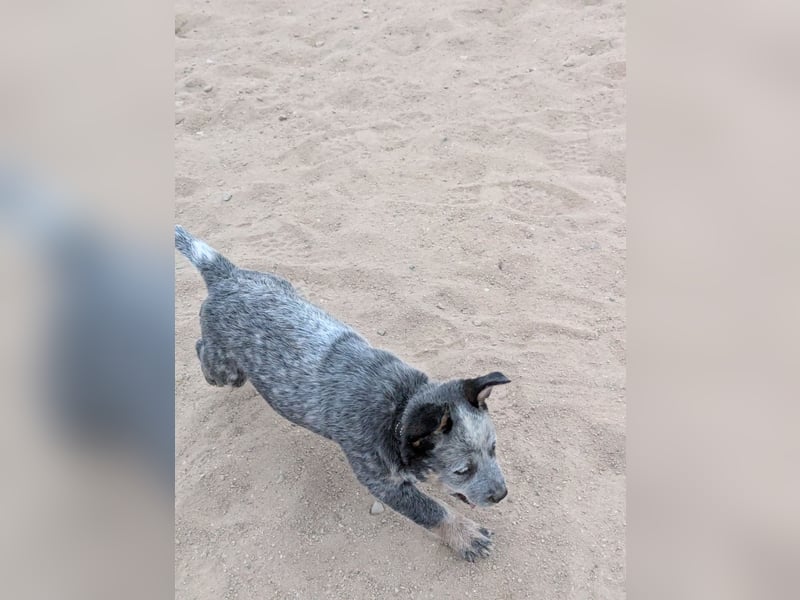 Australian Cattle Dog Welpen, Rüden