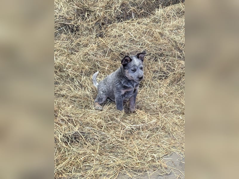 Australian Cattle Dog Welpen, Rüden