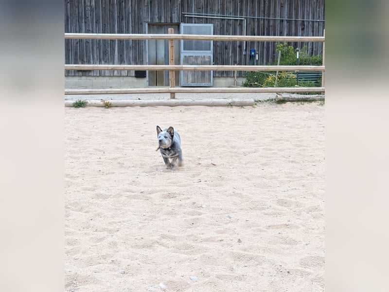 Australian Cattle Dog Welpen, Rüden