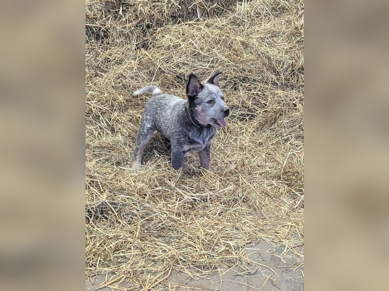 Australian Cattle Dog Welpen, Rüden
