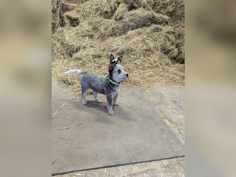 Australian Cattle Dog Welpen, Rüden