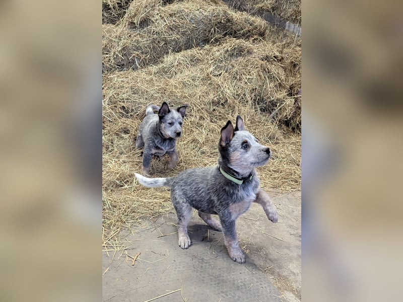 Australian Cattle Dog Welpen, Rüden