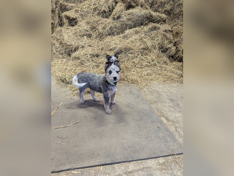Australian Cattle Dog Welpen, Rüden