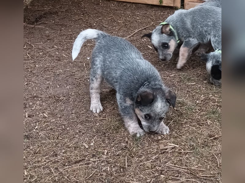 Australian Cattle Dog Welpen