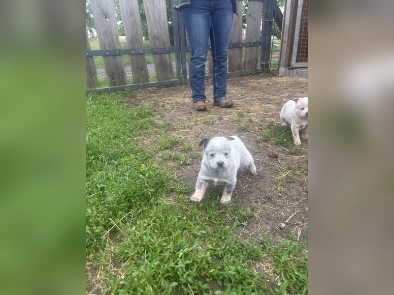 Australian Cattle Dog Rüde