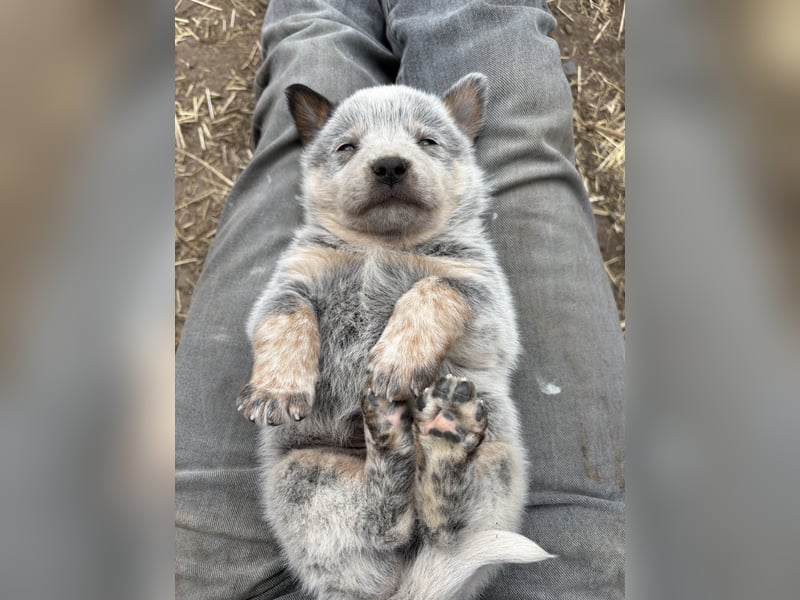 Australian Cattle Dog Rüde