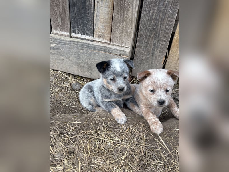 Australian Cattle Dog Rüde