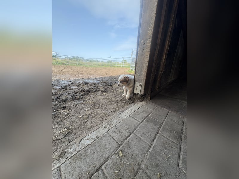 Australian Cattle Dog Rüde