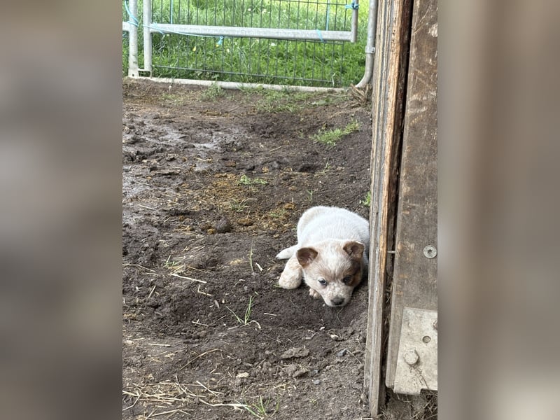 Australian Cattle Dog Rüde